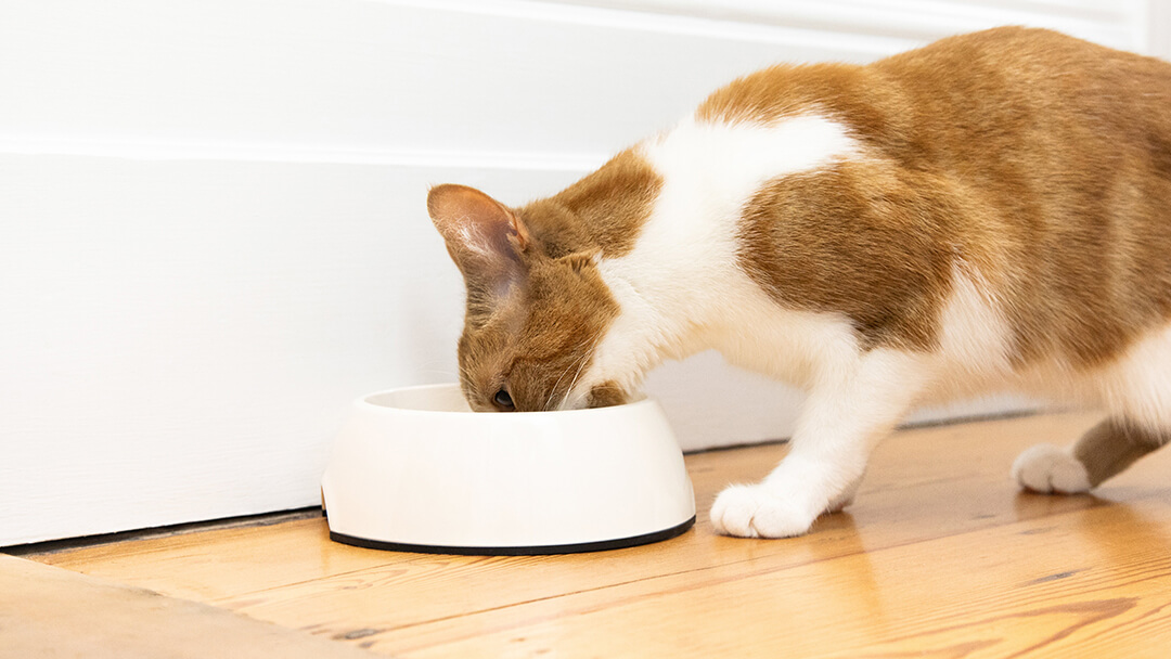 Fatty liver disease in cats symptoms and outlet treatments